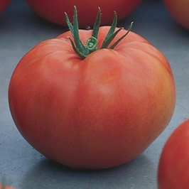 Pomidorai giulietta