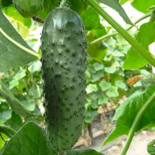 Single Product Image