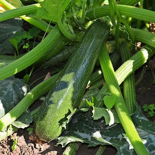 Single Product Image