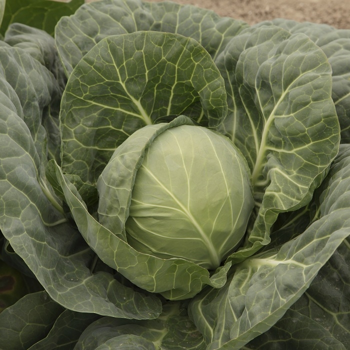 Single Product Image