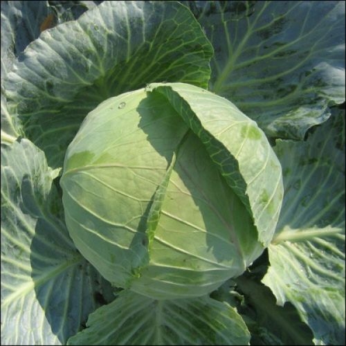 Single Product Image