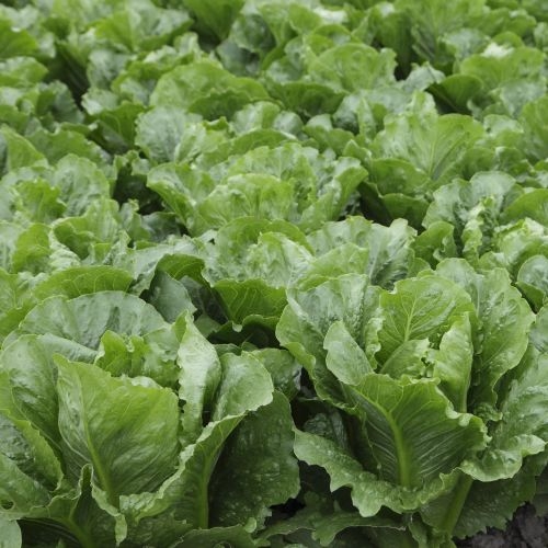 Single Product Image