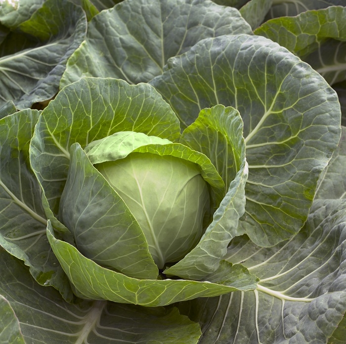 Single Product Image