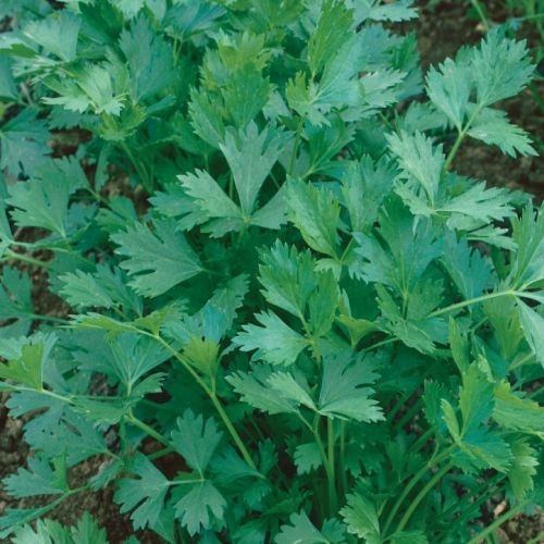 Single Product Image