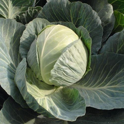 Single Product Image