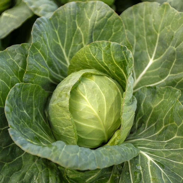 Single Product Image