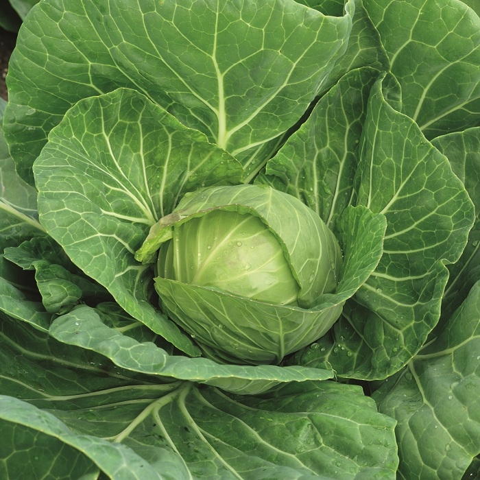 Single Product Image