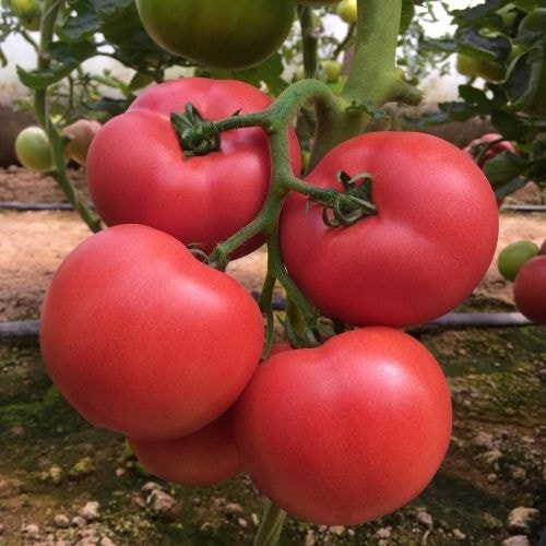 Single Product Image