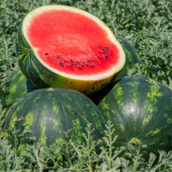 Single Product Image