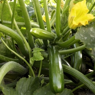 Single Product Image