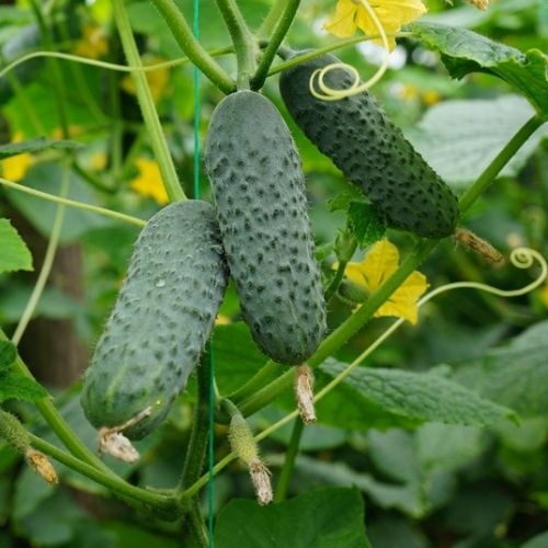 Single Product Image