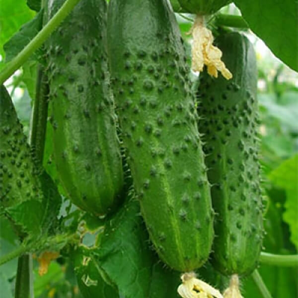 Single Product Image