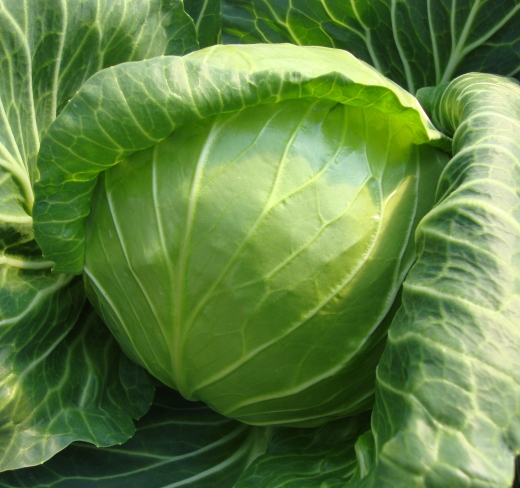 Single Product Image