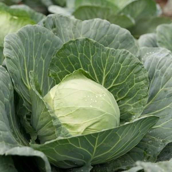 Single Product Image