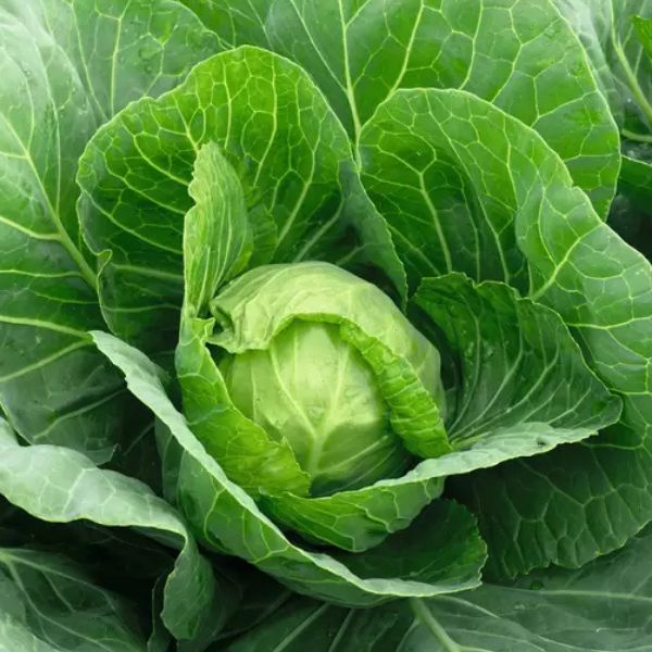 Single Product Image