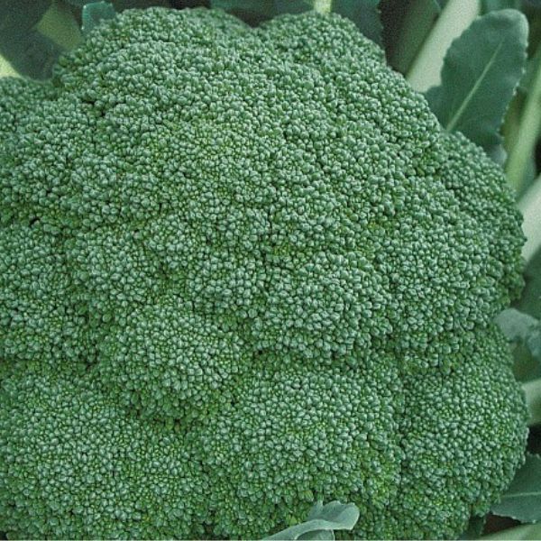 Single Product Image