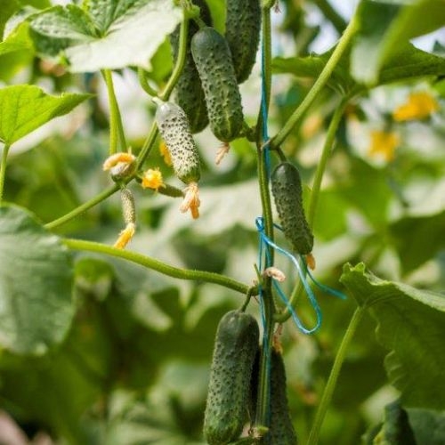 Single Product Image