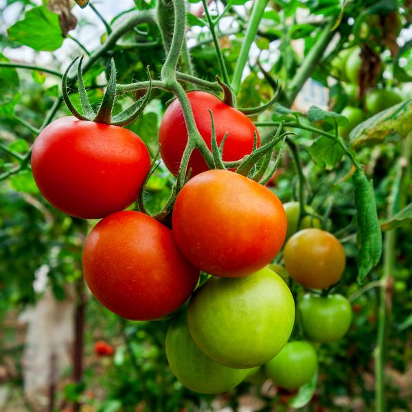 Single Product Image