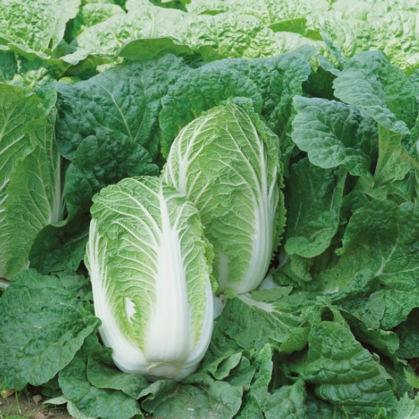 Single Product Image