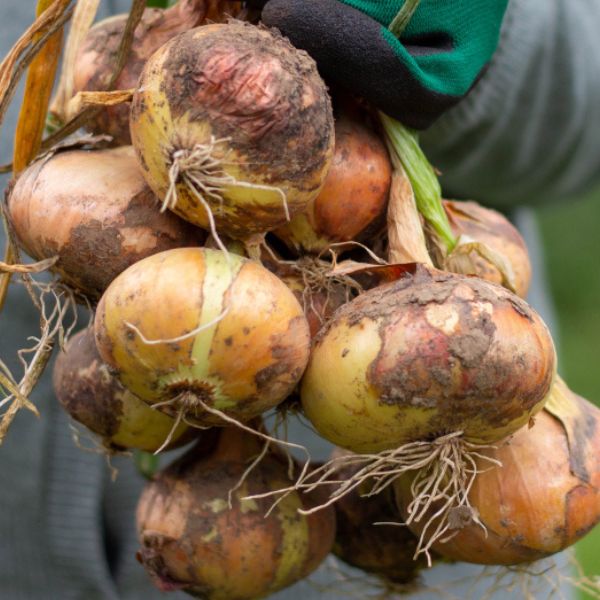 Single Product Image