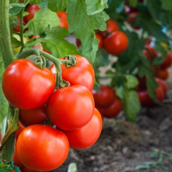 Single Product Image