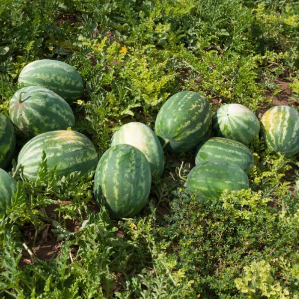 Single Product Image