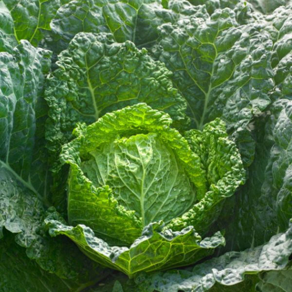 Single Product Image