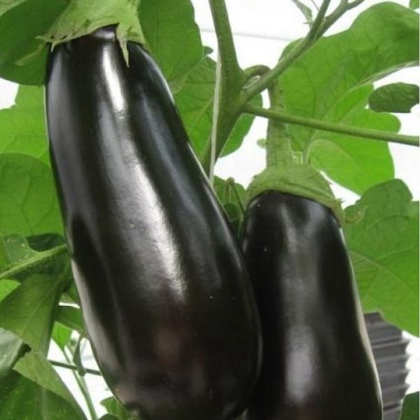 Single Product Image