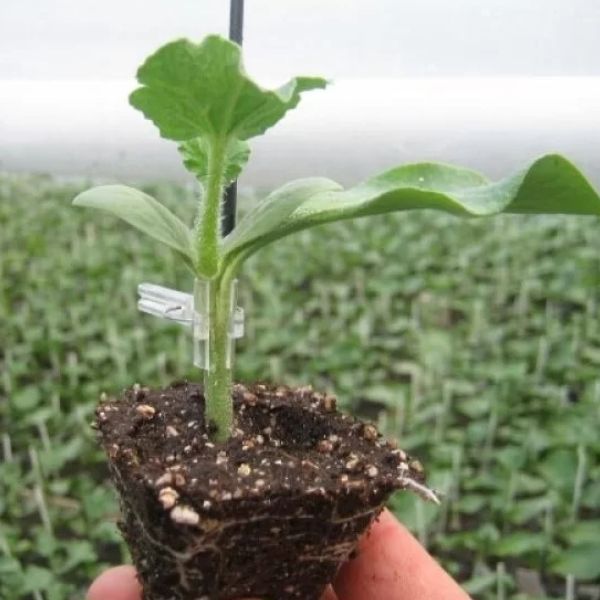 Single Product Image